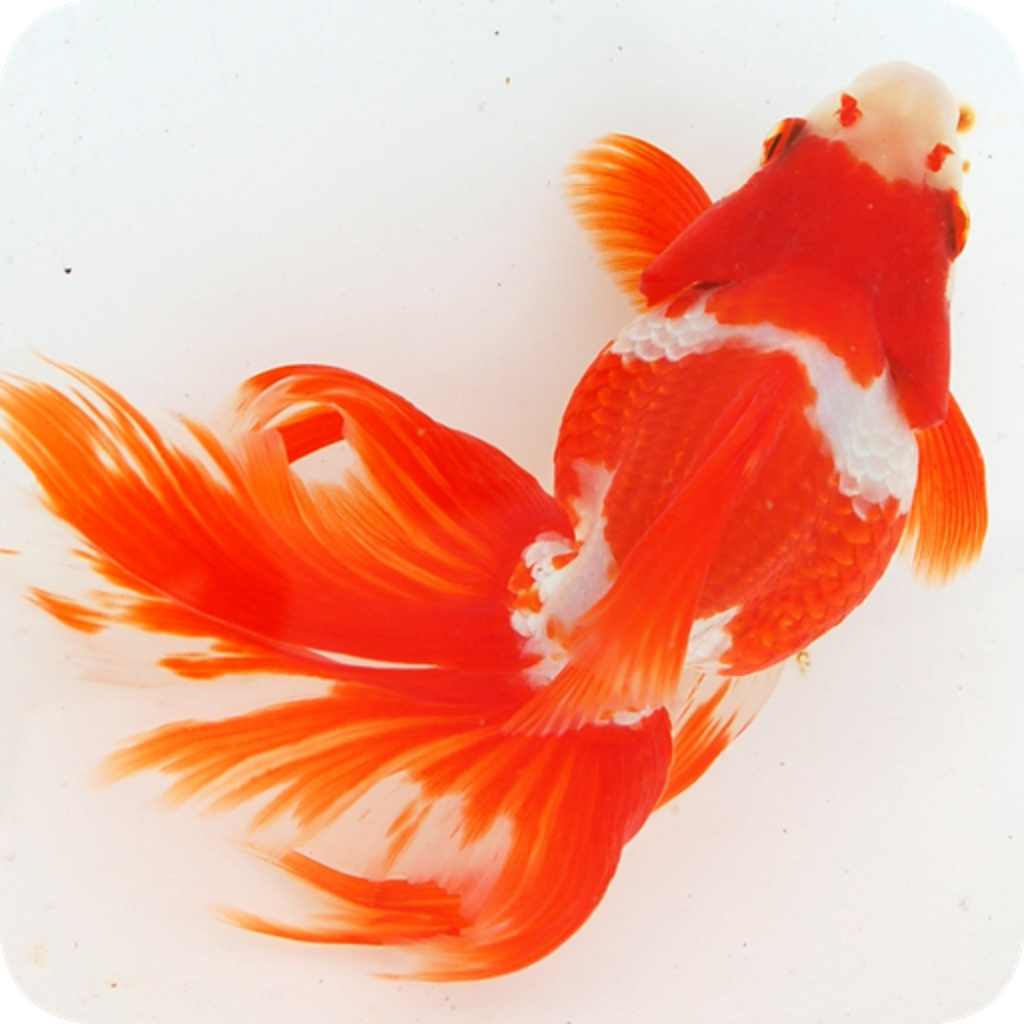 Ipad Iphone 日本金魚図鑑 Japanese Goldfish 金魚博士になろう 無料 Appbank