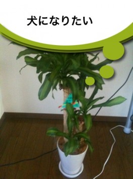 つぶやきカメラ