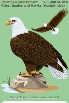 iBird