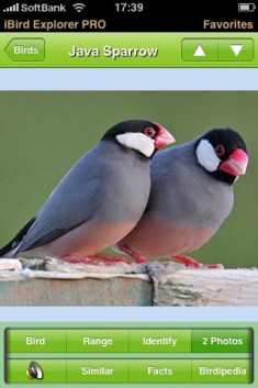 iBird