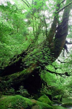 屋久島写真集
