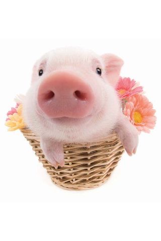 The Pig Touch Me 見て 触って いじって楽しい 超かわいい子ブタの新感覚写真集 1412 Appbank