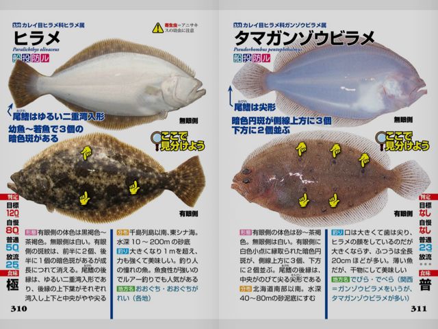 Ipad 釣魚識別図鑑 ここで見分けよう 似ている魚の判別法 ヒラメとカレイの違い わかる 2281 Appbank