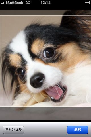 バウリンガル バウリンガル