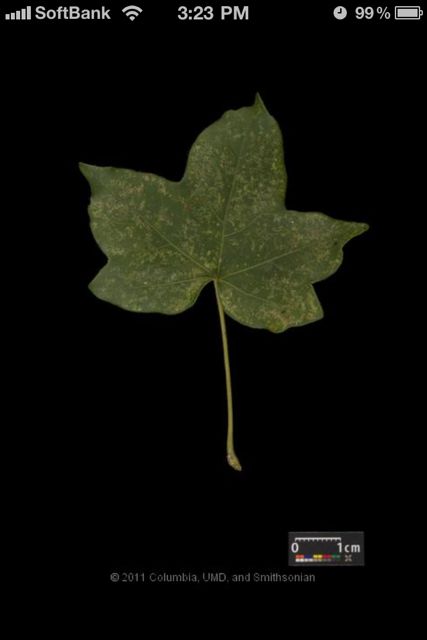 leafsnap