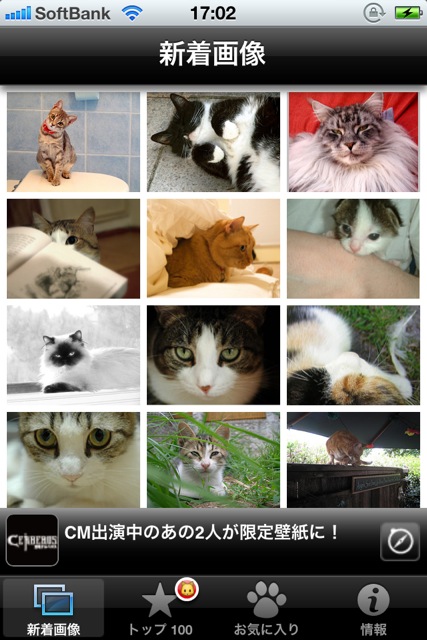CutieCatPhotos - 01