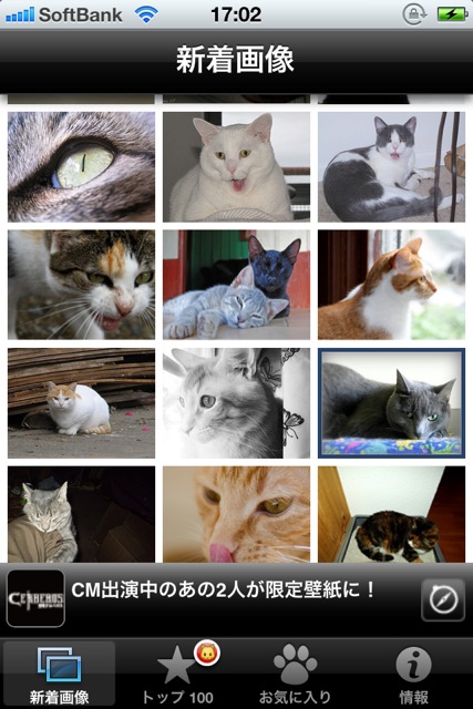 CutieCatPhotos - 02