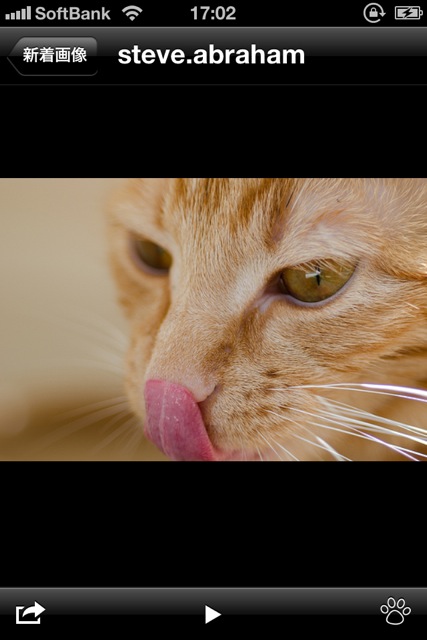 CutieCatPhotos - 03