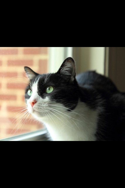 CutieCatPhotos - 04