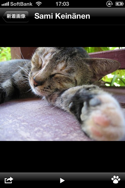 CutieCatPhotos - 06