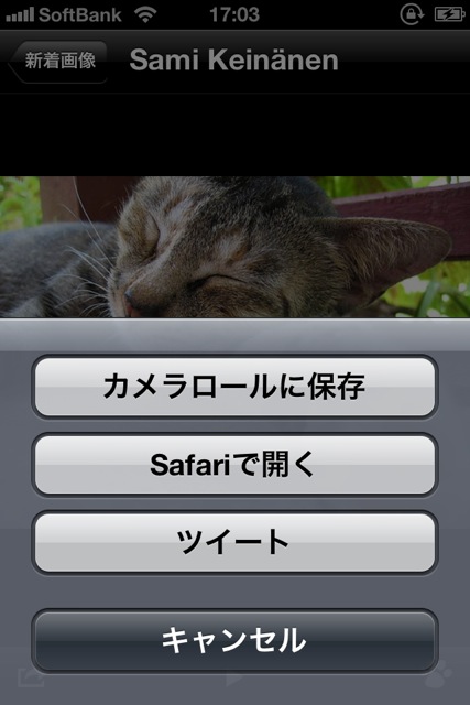 CutieCatPhotos - 07