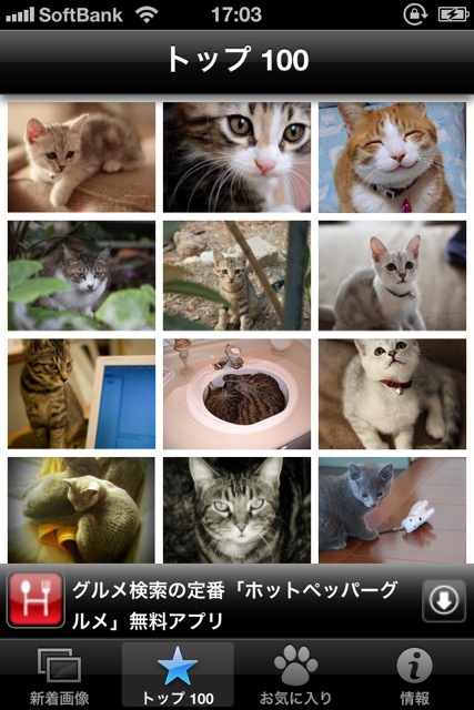 CutieCatPhotos - 09