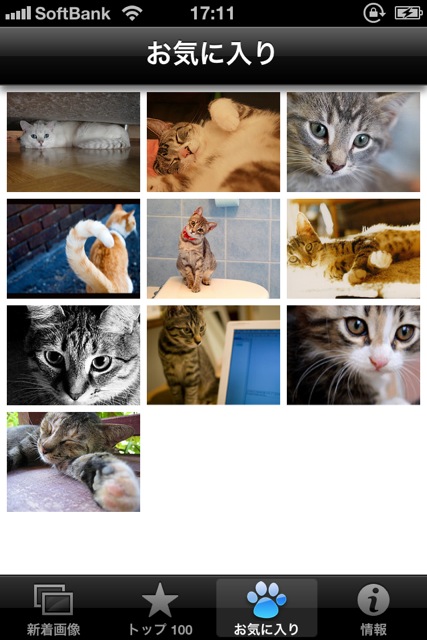 CutieCatPhotos - 10