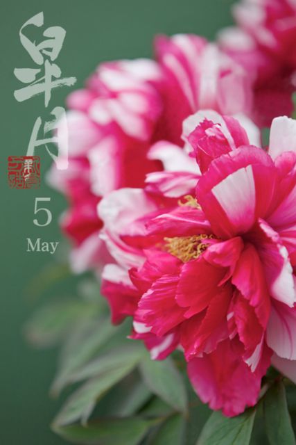 [iはなといろカレンダー - そよ風に揺れる美しい花たち - 2012 (1)