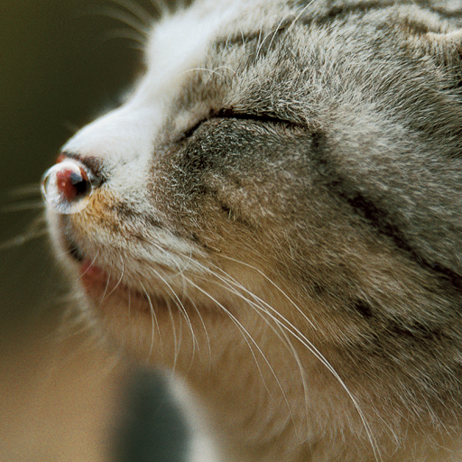 [iPad] ちょっとネコぼけ／岩合光昭: 動物写真家、岩合さんの猫への愛が感じられる猫写真集。