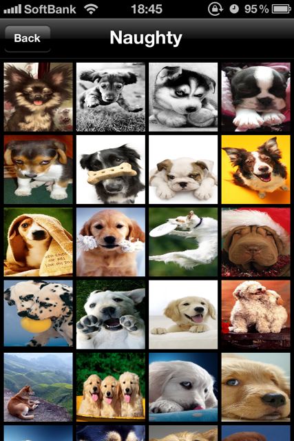 Dog Wallpapers Hd 可愛すぎる犬の壁紙 眺めるだけでも癒されますっ Appbank