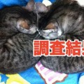 【調査結果】あなたがよく使う連絡方法はなんですか？