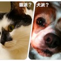 【調査結果】IT企業で働く人は猫好きが多いとのこと…。では、AppBankの中の人は犬派？猫派？