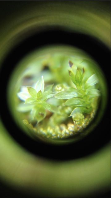 micro scope iPhone - 18