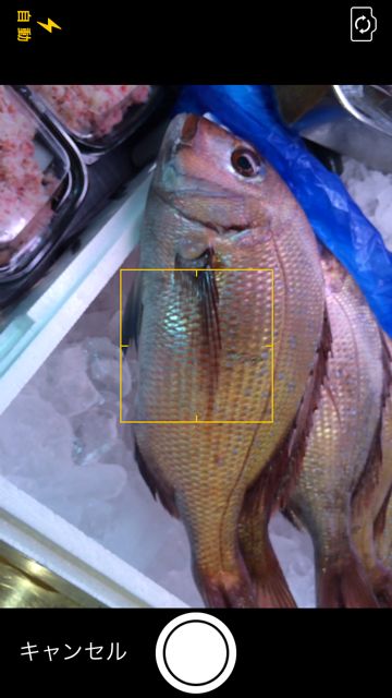 魚みっけ 釣った魚の種類がすぐにわかる 高性能の魚判定アプリ Appbank