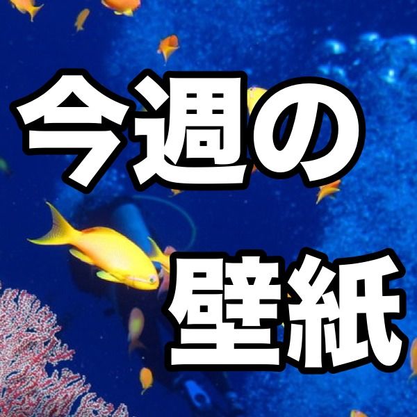 iPhone 5s/5c/5 壁紙 夏にピッタリ! 涼しげで癒される海のいきものたち No.22