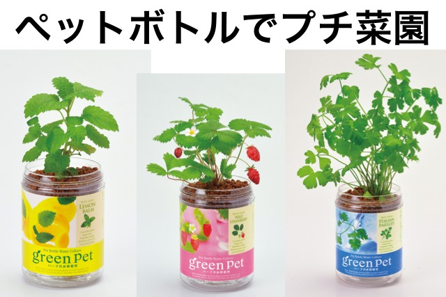 新商品 ペットボトルでプチ菜園 オフィスでベリーやミントを育てよう Appbank