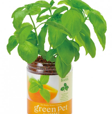 新商品 ペットボトルでプチ菜園 オフィスでベリーやミントを育てよう Appbank