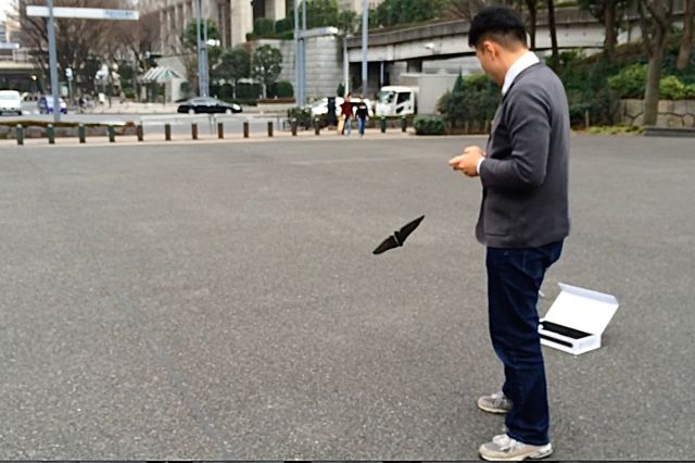 bird - 08