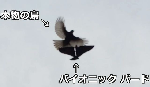 bird - 10