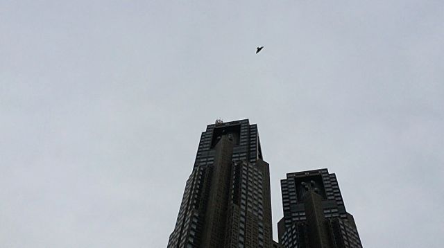 bird - 11