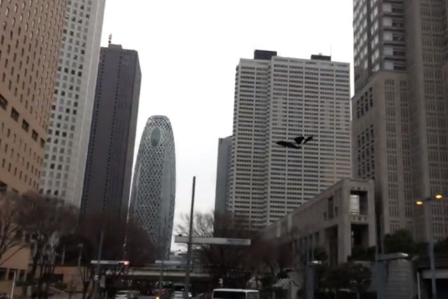 bird - 12