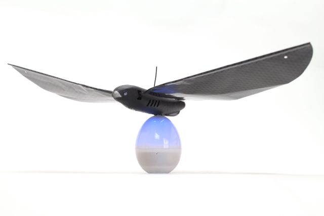bird - 14