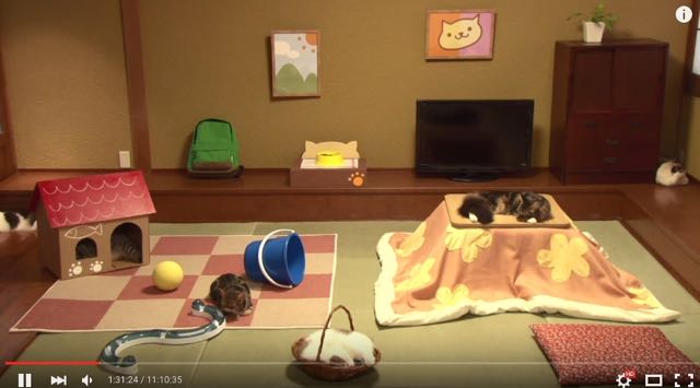 150917_nekoatsume - 3