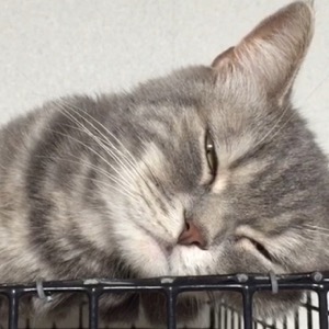 犬猫のもふもふ動画をすぐに見られて投稿もできるアプリ Mofur モフール Appbank 犬猫のもふもふ動画をすぐに見られて投稿もできるアプリ Mofur モフール Appbank