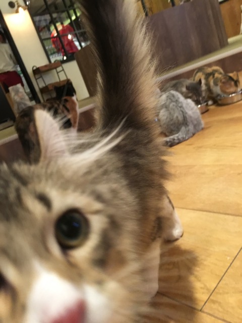 photo_camera_cat_ip - 11