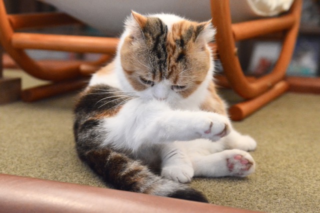 猫カフェに行って全力でにゃんにゃんしてきた