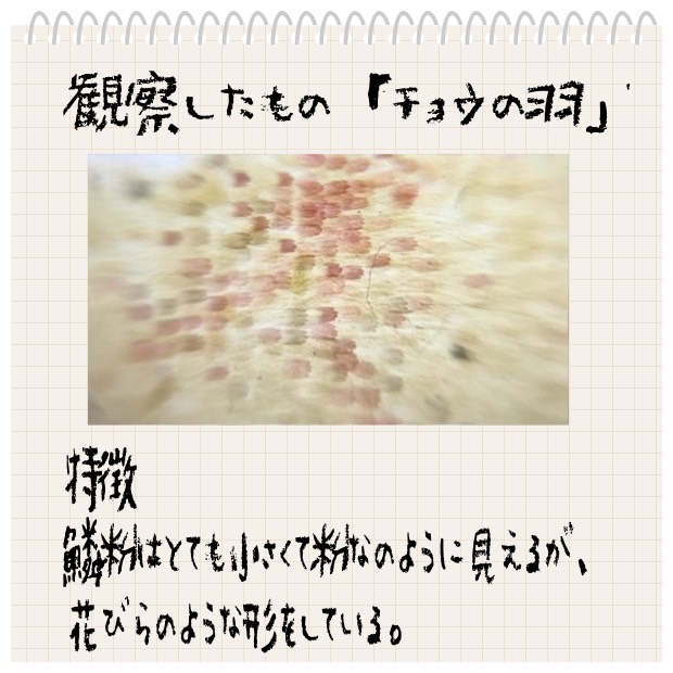 スマホを顕微鏡にして自由研究、チョウの羽を観察