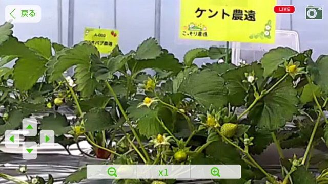 【アイデア料理】正月で余ったお餅をいちご大福に いちごの日