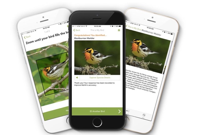 写真で瞬時に鳥の種類を判別できる『Merlin Bird ID』がすごい！