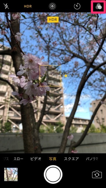 iPhoneの標準カメラで桜を綺麗に撮るコツ。お花見で桜の写真を綺麗に撮る方法。