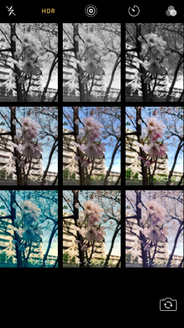 iPhoneの標準カメラで桜を綺麗に撮るコツ。お花見で桜の写真を綺麗に撮る方法。