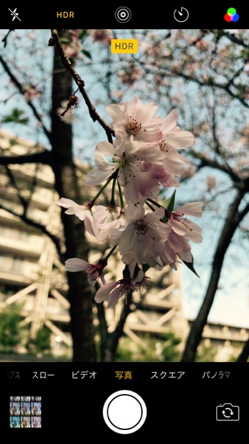 iPhoneの標準カメラで桜を綺麗に撮るコツ。お花見で桜の写真を綺麗に撮る方法。