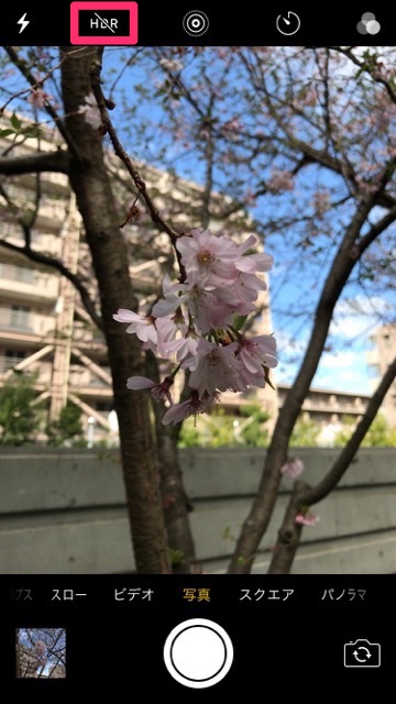 iPhoneの標準カメラで桜を綺麗に撮るコツ。お花見で桜の写真を綺麗に撮る方法。