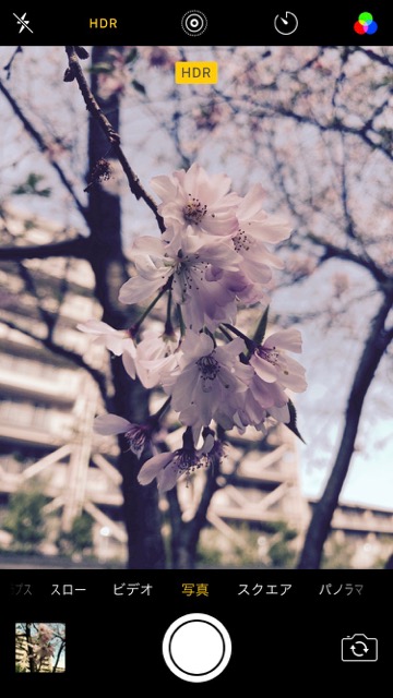 iPhoneの標準カメラで桜を綺麗に撮るコツ。お花見で桜の写真を綺麗に撮る方法。