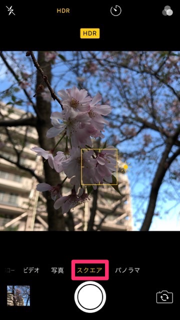 iPhoneの標準カメラで桜を綺麗に撮るコツ。お花見で桜の写真を綺麗に撮る方法。