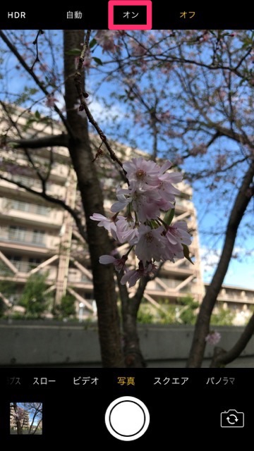 iPhoneの標準カメラで桜を綺麗に撮るコツ。お花見で桜の写真を綺麗に撮る方法。