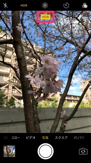 iPhoneの標準カメラで桜を綺麗に撮るコツ。お花見で桜の写真を綺麗に撮る方法。