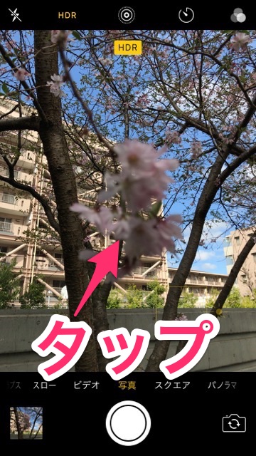 iPhoneの標準カメラで桜を綺麗に撮るコツ。お花見で桜の写真を綺麗に撮る方法。