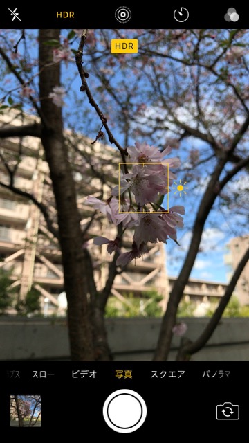 iPhoneの標準カメラで桜を綺麗に撮るコツ。お花見で桜の写真を綺麗に撮る方法。