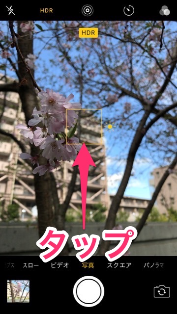 iPhoneの標準カメラで桜を綺麗に撮るコツ。お花見で桜の写真を綺麗に撮る方法。